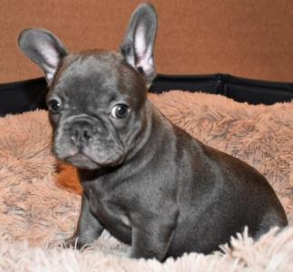 Blue French Bulldog Dog Puppies