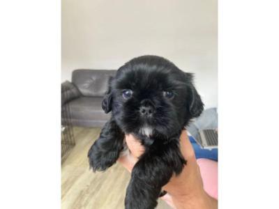 shih tzu pups for sale