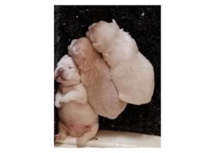 3 adorable fluffy frenchies available for their forever home