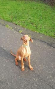 Specialising in puppy toilet training