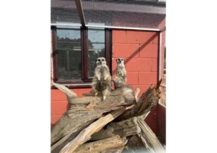 Pair of meerkats, Exotic Pets for Sale in Northampton, Northamptonshire