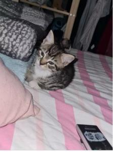 two beautiful half maincoon and half bengal kittens