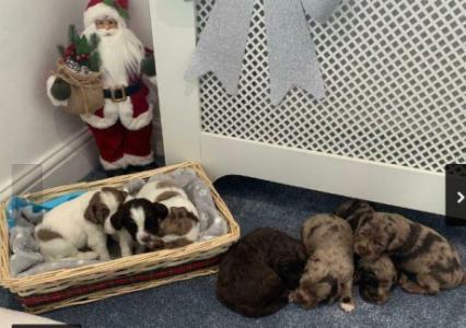 Merle cocker spaniel puppies