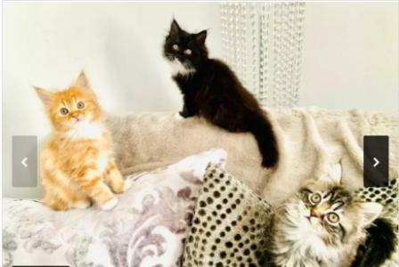 2 left! Gorgeous fluffy persian/ragdoll kittens ONO