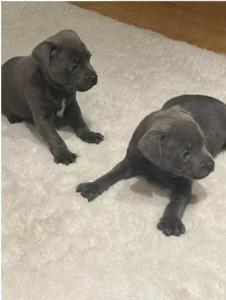 Staffordshire blue puppies for sale stunning £2200