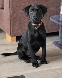 12 week old black Labrador
