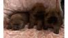 Gorgeous Chunky KC Chow Chow Pups UK Delivery Possible