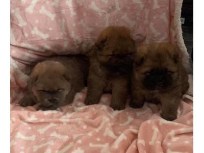 Gorgeous Chunky KC Chow Chow Pups UK Delivery Possible