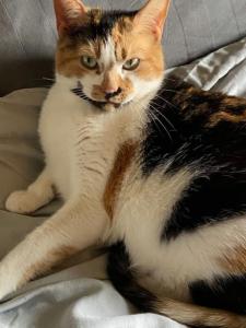 Solihull Cat Sitting