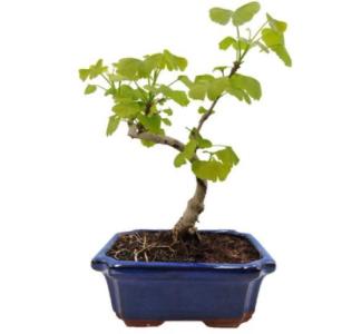 How to repot a Ginkgo Bonsai?