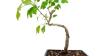 How to prune & wire a Ginkgo bonsai?