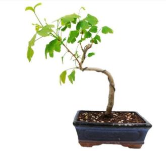 How to prune & wire a Ginkgo bonsai?