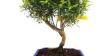 How to feed & fertilize a Chinese Myrtle Bonsai?