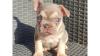 ready to leave quality french bulldog puppys