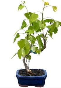 How to water a Ginkgo Bonsai?