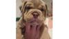 Charming Male & Female English Bulldog Puppies For Sale