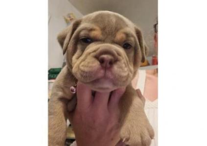 Charming Male & Female English Bulldog Puppies For Sale