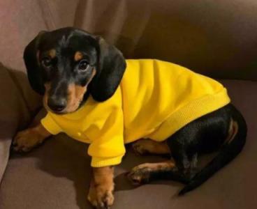 Standard dachshund for sale