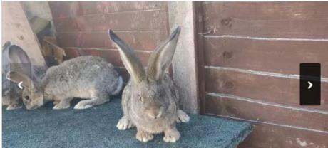 Giant Continual/New Zealand rabbits