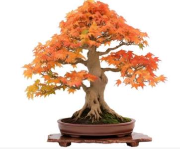 Where to place a Trident Maple Bonsai?