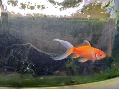 2.5 inch single comet goldfish. FREE TO GOOD HOME