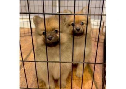 Beautiful Pomeranian puppy's